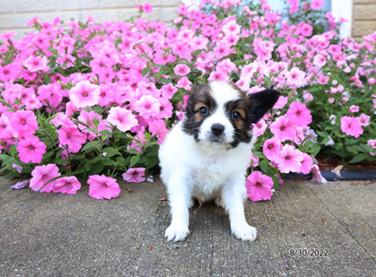 Papillon DOG Male White / Sable 4513 Petland Pensacola, Florida