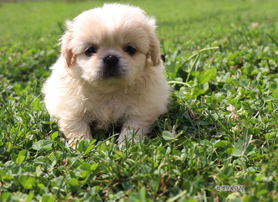 Pekingese DOG Female Sable 4515 Petland Pensacola, Florida