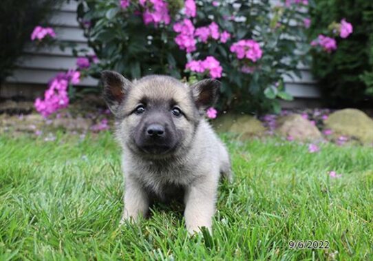 Norwegian Elkhound DOG Female Black / Silver 4516 Petland Pensacola, Florida