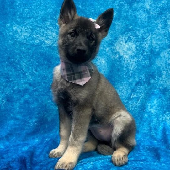 Norwegian Elkhound DOG Female Black/Silver 764 Petland Pensacola, Florida