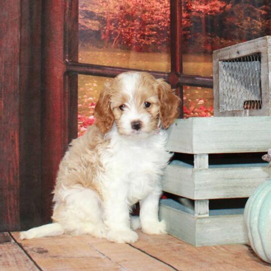 Cavapoo DOG Female Blenheim / White 4528 Petland Pensacola, Florida