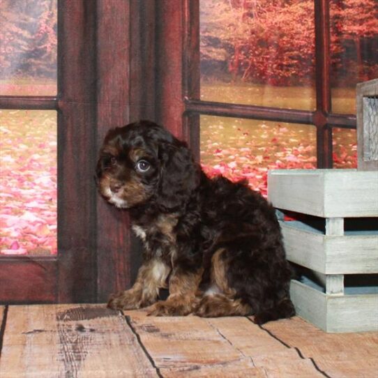 Cavapoo DOG Male Chocolate / Tan 4529 Petland Pensacola, Florida