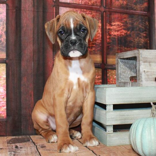 Boxer DOG Female Fawn 4530 Petland Pensacola, Florida