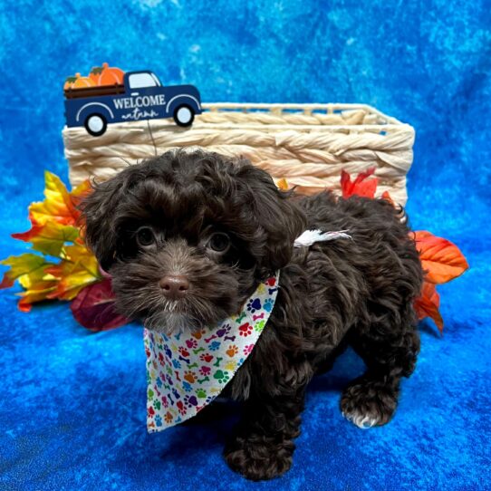 Havapoo-DOG-Male-Chocolate-4553-Petland Pensacola, Florida