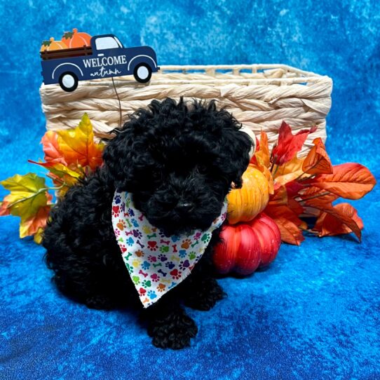 Poodle DOG Male Black 4552 Petland Pensacola, Florida