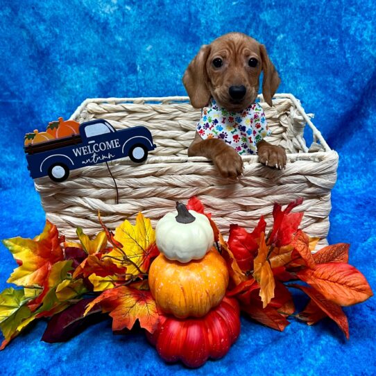 Dachshund DOG Female Red 4548 Petland Pensacola, Florida