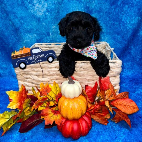 Yorkie-Poo DOG Male Black 4533 Petland Pensacola, Florida