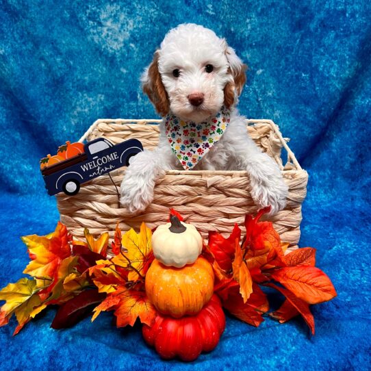 Goldendoodle Mini 2nd Gen DOG Female White 4532 Petland Pensacola, Florida