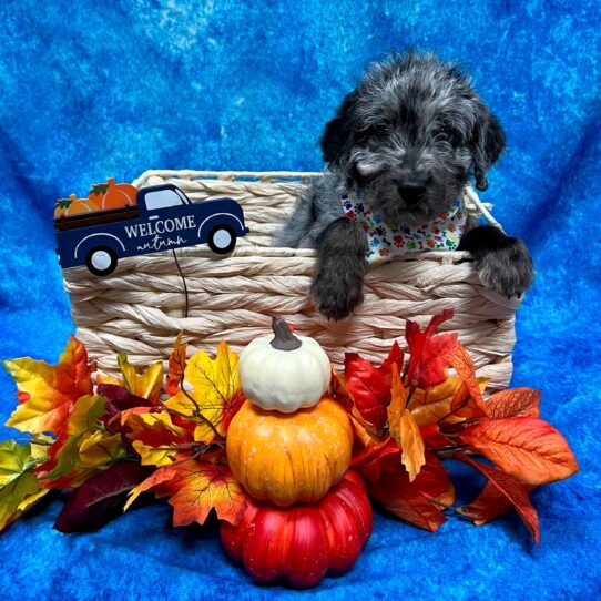 Mini Labradoodle 2nd Gen DOG Male Blue Merle 4531 Petland Pensacola, Florida