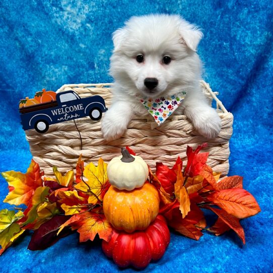 American Eskimo-DOG-Male-White-4561-Petland Pensacola, Florida