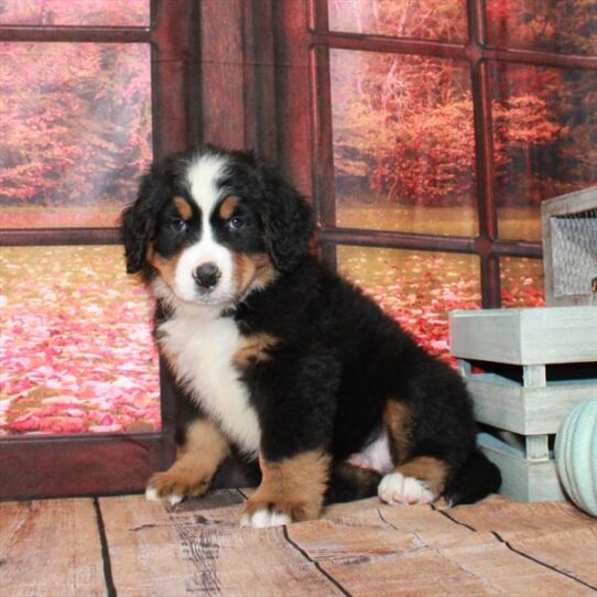 Bernese Mountain Dog DOG Male Black / Tan 4566 Petland Pensacola, Florida