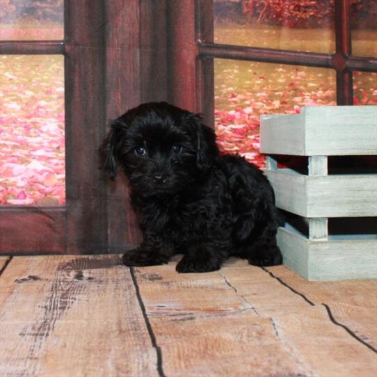 Yorkie-Poo DOG Female Black 4568 Petland Pensacola, Florida