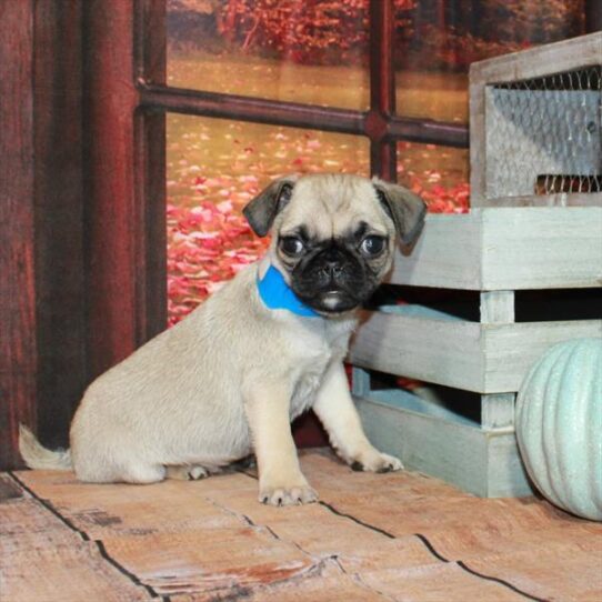 Pug-DOG-Male-Fawn-4569-Petland Pensacola, Florida