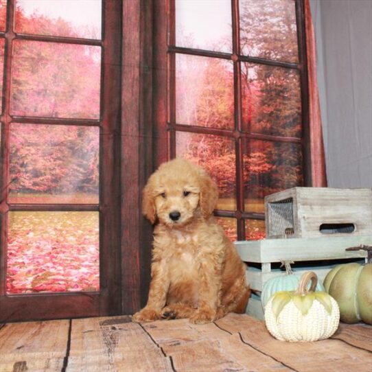 Goldendoodle 2 Gen DOG Male Red 4570 Petland Pensacola, Florida