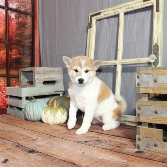 Shiba Inu DOG Female Red Sesame 4571 Petland Pensacola, Florida