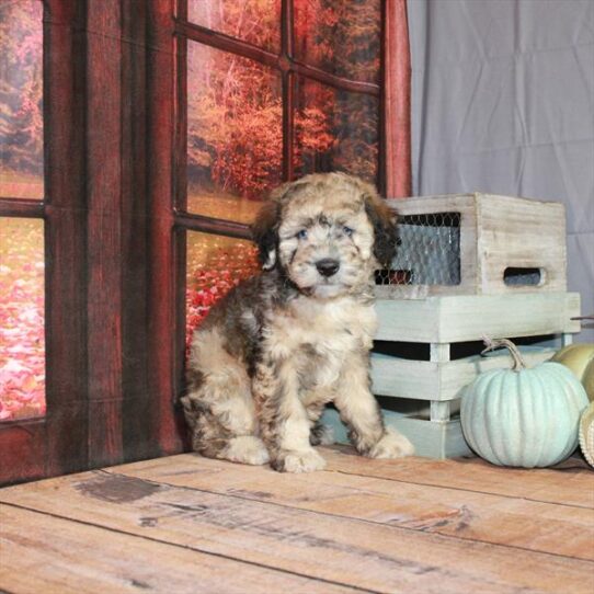 Whoodle DOG Female Wheaten Merle 4572 Petland Pensacola, Florida