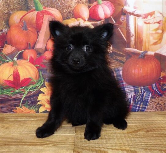 Pomeranian DOG Female Black 4574 Petland Pensacola, Florida