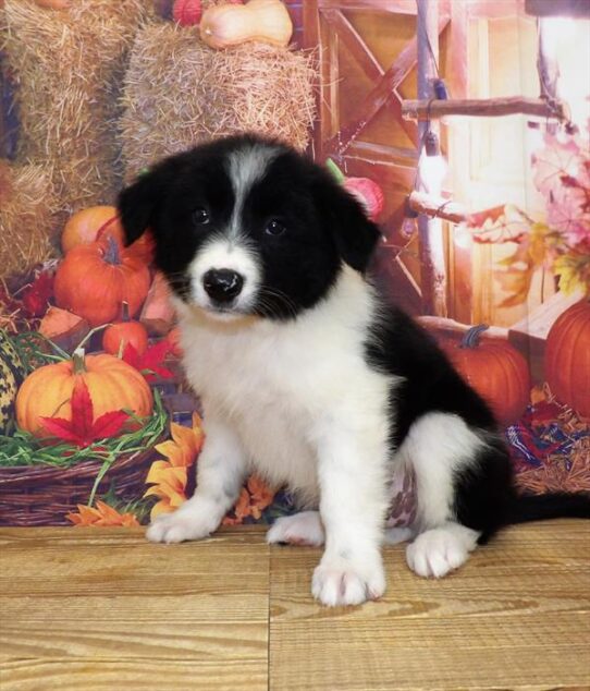 Border Collie DOG Male Black / White 4575 Petland Pensacola, Florida