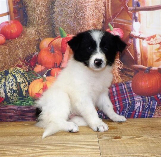 Border Collie-DOG-Female-Black / White-4576-Petland Pensacola, Florida