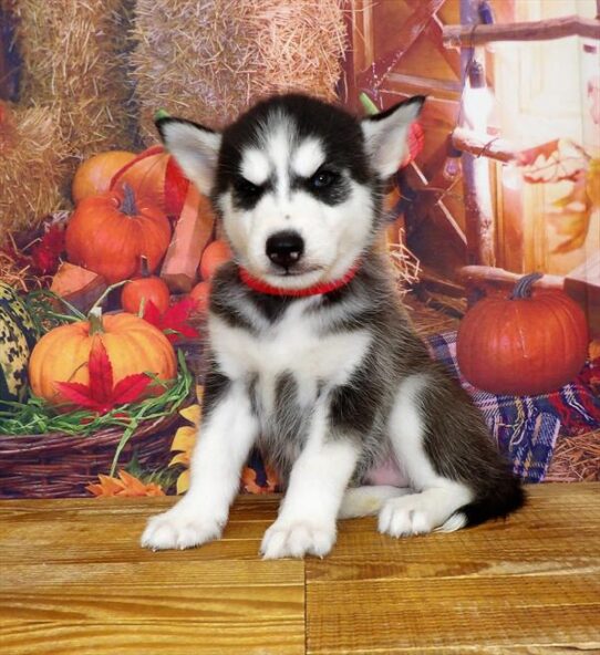 Siberian Husky DOG Male Black / White 4577 Petland Pensacola, Florida