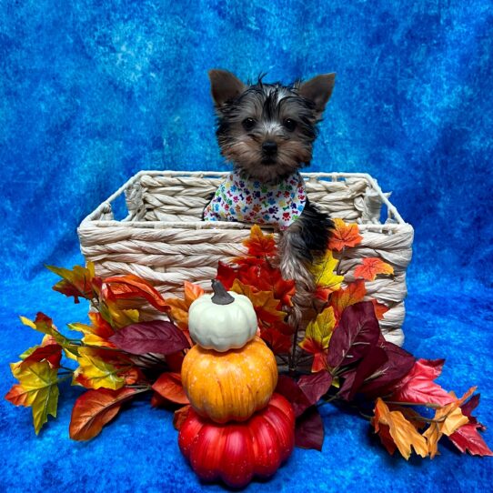 Silky Terrier DOG Male Black/Tan 4587 Petland Pensacola, Florida