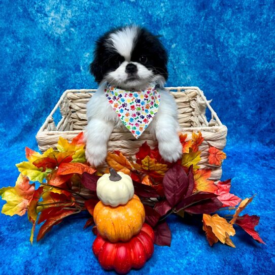 Japanese Chin DOG Male Black/White 4588 Petland Pensacola, Florida