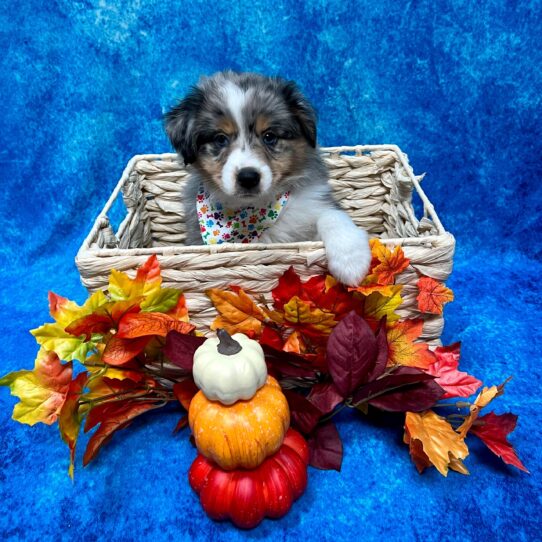 Miniature Australian Shepherd DOG Female Blue Merle 4592 Petland Pensacola, Florida