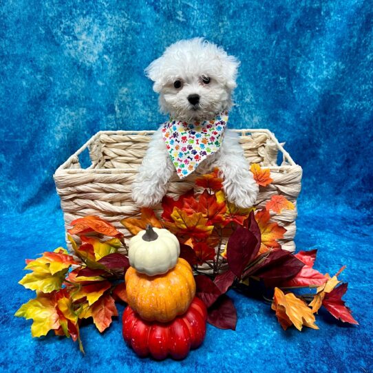 Maltipoo-DOG-Female-Cream-4590-Petland Pensacola, Florida