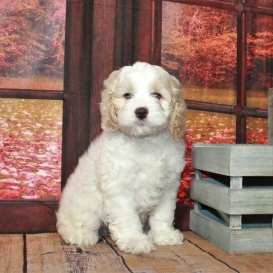 Cockapoo DOG Male White / Buff 4593 Petland Pensacola, Florida