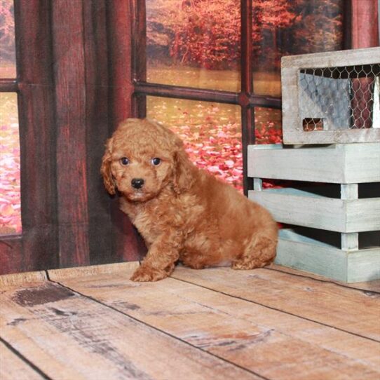 Goldendoodle Mini 2nd Gen DOG Male Red 4595 Petland Pensacola, Florida