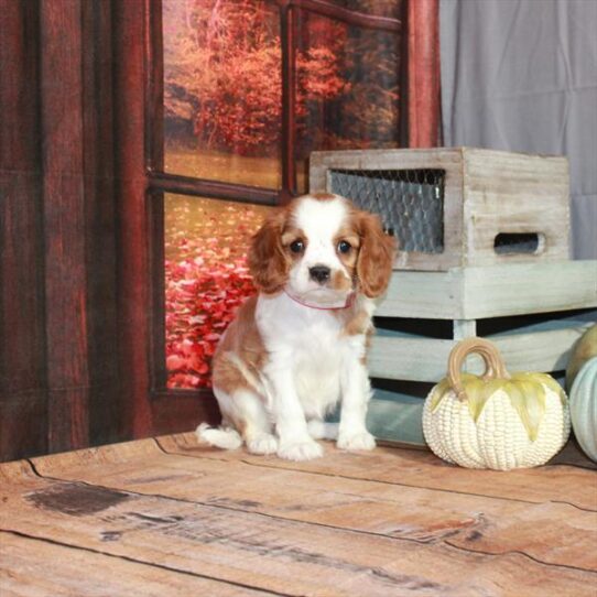 Cavalier King Charles Spaniel DOG Female Blenheim / White 4596 Petland Pensacola, Florida