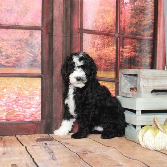 Sheepadoodle Mini 2nd Gen-DOG-Male-Black-4597-Petland Pensacola, Florida