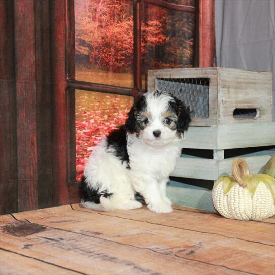 Cavapoo DOG Female White Black / Tan 4598 Petland Pensacola, Florida