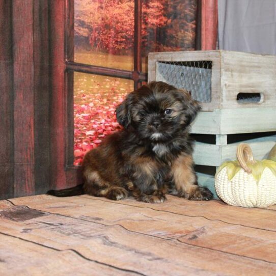 Shih Tzu DOG Female Brindle 4599 Petland Pensacola, Florida