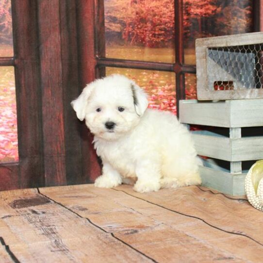 Shih Tzu-Teddy Bear DOG Male White / Gold 4600 Petland Pensacola, Florida