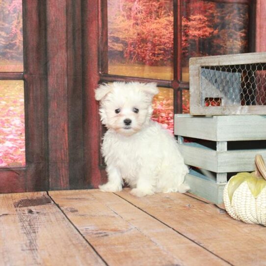 Maltese-DOG-Male-White-4602-Petland Pensacola, Florida
