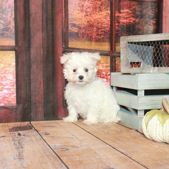 Maltese DOG Male White 4602 Petland Pensacola, Florida