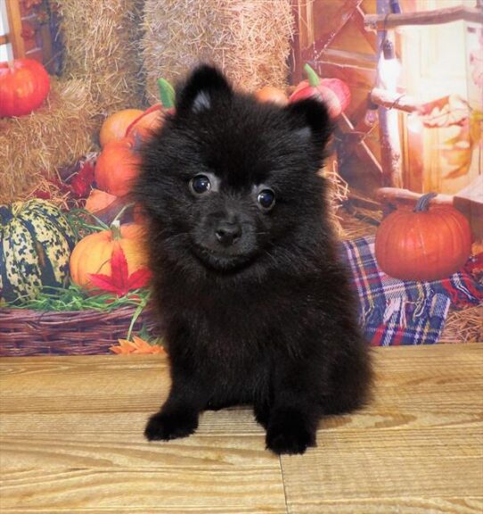 Pomeranian DOG Male Black 4621 Petland Pensacola, Florida