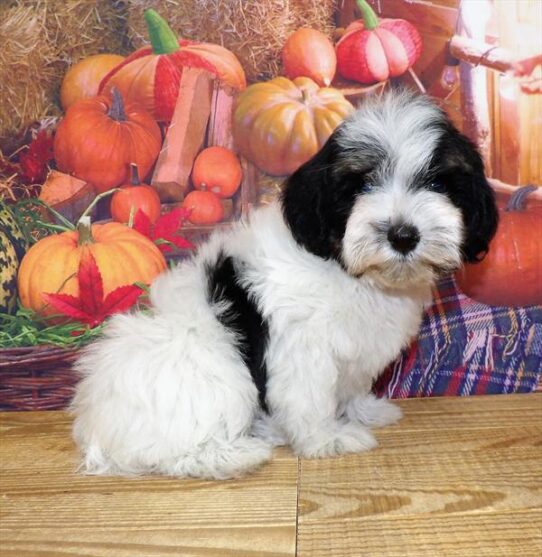 Havapoo-DOG-Female-White / Black-4623-Petland Pensacola, Florida