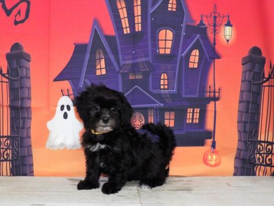 Shizapoo DOG Female Black 4624 Petland Pensacola, Florida