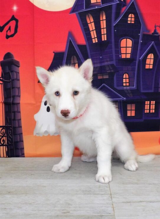 Siberian Husky DOG Female White 4625 Petland Pensacola, Florida