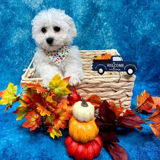 Bichon DOG Male White 4554 Petland Pensacola, Florida