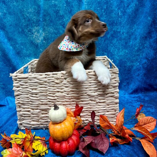 Australian Shepherd DOG Female Red Tri 4605 Petland Pensacola, Florida