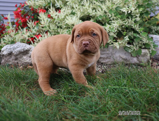 Dogue de Bordeaux DOG Female Red 4631 Petland Pensacola, Florida