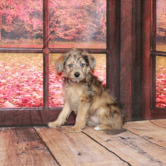 Yorkie-Poo DOG Female Gold Sable 4632 Petland Pensacola, Florida