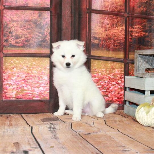 American Eskimo Dog DOG Female White 4633 Petland Pensacola, Florida