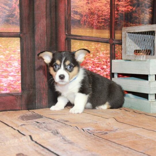 Pembroke Welsh Corgi DOG Male Black / Tan 4634 Petland Pensacola, Florida