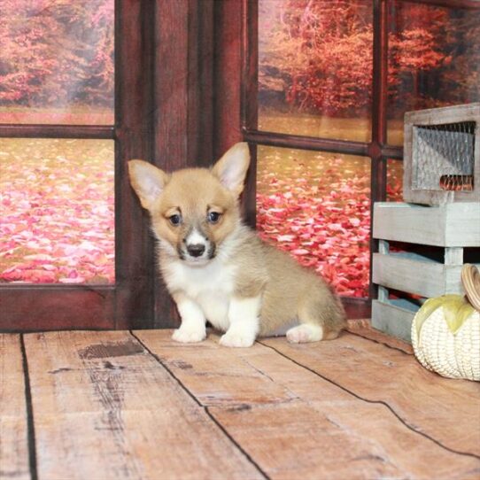 Pembroke Welsh Corgi DOG Female Red / White 4635 Petland Pensacola, Florida