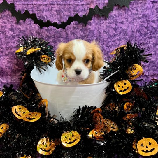 Cavalier King Charles Spaniel DOG Male Blenheim / White 4609 Petland Pensacola, Florida