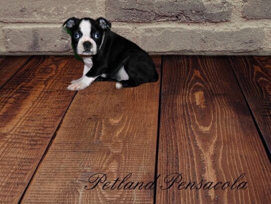 Boston Terrier DOG Male Black / White 10028 Petland Pensacola, Florida